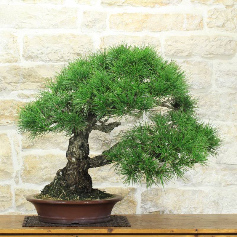 Bonsai di Pino Nero Thunbergii (94)