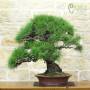 Bonsai of Black Pine Thunbergii (94)