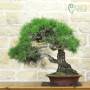 Bonsai of Black Pine Thunbergii (94)