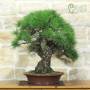 Bonsai of Black Pine Thunbergii (94)