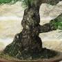 Bonsai di Pino Nero Thunbergii (94)