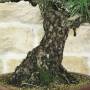Bonsai of Black Pine Thunbergii (94)