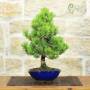 Bonsai di Pino Nero Thunbergii Senjyumaru (8)