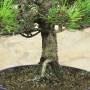 Black Pine Bonsai Thunbergii Senjyumaru (8)