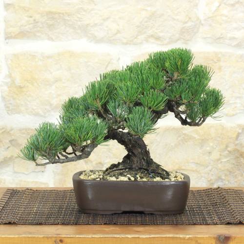 Pentaphylla Pine Bonsai (64)