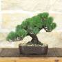 Bonsai di Pino Pentaphylla (64)