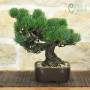 Pentaphylla Pine Bonsai (64)