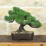 Bonsai di Pino Pentaphylla (64)