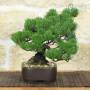 Bonsai di Pino Pentaphylla (64)