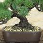 Pentaphylla Pine Bonsai (64)