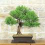 Phönizischer Wacholder-Bonsai (28)