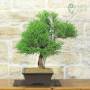 Phoenician Juniper Bonsai (28)