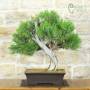 Phönizischer Wacholder-Bonsai (28)
