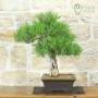 Bonsai di Ginepro Fenicio (28)
