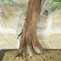 Phoenician Juniper Bonsai (28)