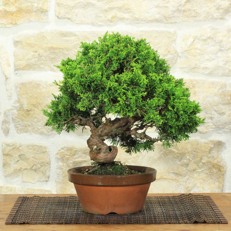 Itoigawa Juniper Bonsai (140)