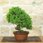 Bonsai di Ginepro Itoigawa (140)