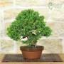 Itoigawa Juniper Bonsai (140)