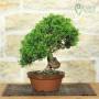 Bonsai di Ginepro Itoigawa (140)