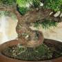 Itoigawa Wacholder-Bonsai (140)