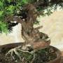 Itoigawa Juniper Bonsai (140)