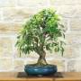 Blühender Apfel-Bonsai (153)