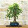 Blühender Apfel-Bonsai (153)