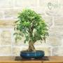 Blühender Apfel-Bonsai (153)