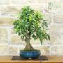 Blühender Apfel-Bonsai (153)