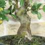 Blühender Apfel-Bonsai (153)