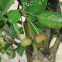 Blühender Apfel-Bonsai (153)