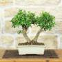 Bonsai di Melograno da fiore bianco (158)