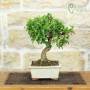 Weißblühender Granatapfel-Bonsai (158)