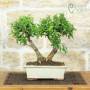 Weißblühender Granatapfel-Bonsai (158)