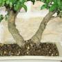 Weißblühender Granatapfel-Bonsai (158)
