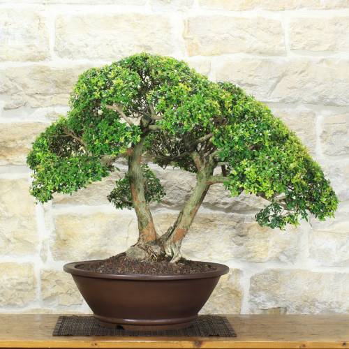 Bonsaï de myrte microphylla (57)
