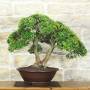 Bonsai di Mirto Microphylla (57)