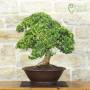 Myrtle Microphylla Bonsai (57)