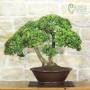 Bonsaï de myrte microphylla (57)