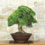Myrtle Microphylla Bonsai (57)
