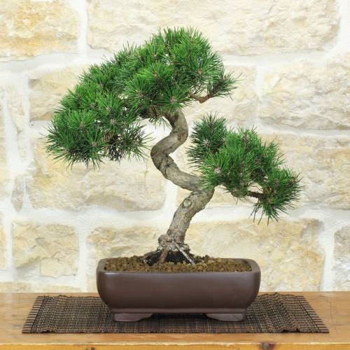 Bonsai di Pino Nero Thunbergii (95)