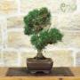 Bonsai di Pino Nero Thunbergii (95)