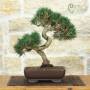 Bonsai di Pino Nero Thunbergii (95)
