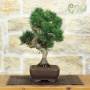 Bonsai di Pino Nero Thunbergii (95)