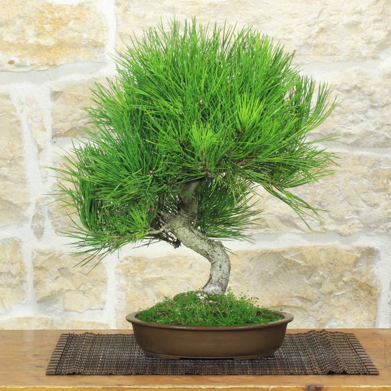 Bonsai Black Pine Thunbergii Moyogi – Pollice Verde Store