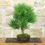 Bonsai Black Pine Thunbergii Moyogi – Pollice Verde Store