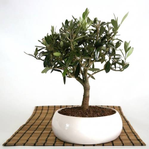 Bonsai olivier en coupe basse | Cadeau d'invites mariage