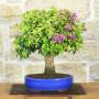 Bougainvillea sanderiana bonsai, plant h.40cm – Pollice