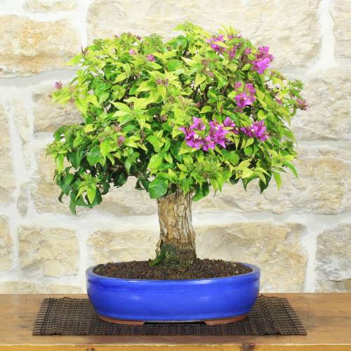 Bougainvillea sanderiana bonsai, plant h.40cm – Pollice