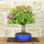 Bougainvillea sanderiana bonsai, plant h.40cm – Pollice